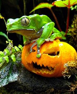 Katolicka alternatywa dla Halloween