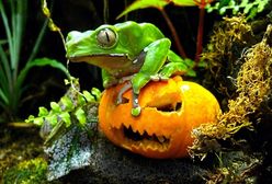 Katolicka alternatywa dla Halloween