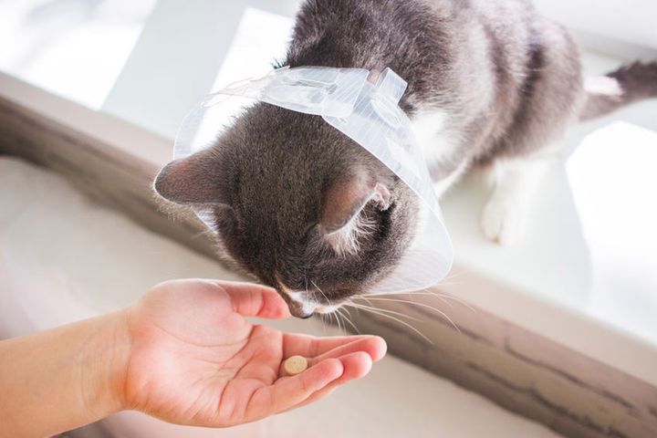 Świerzb u kota może wymagać antybiotykoterapii