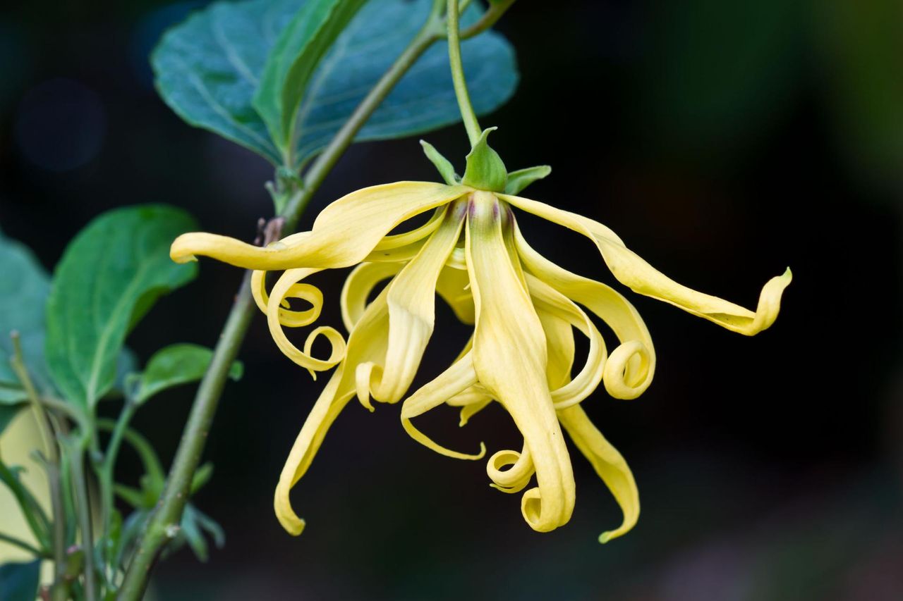 Niesamowite właściwości olejku ylang-ylang