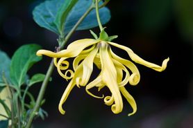 Niesamowite właściwości olejku ylang-ylang