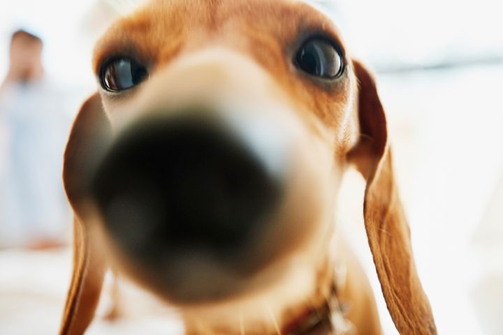 Naukowcy z Wielkiej Brytanii chcą wykorzystać psy do wykrywania osób zakażonych koronawirusem