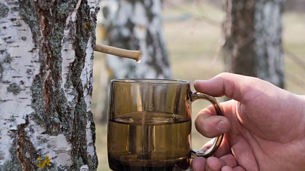 Kora brzozy lekiem na cukrzycę, otyłość i miażdżycę