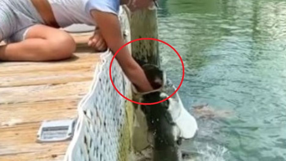 To nagranie mrozi krew w żyłach. Ryba prawie zjadła dziecku rękę