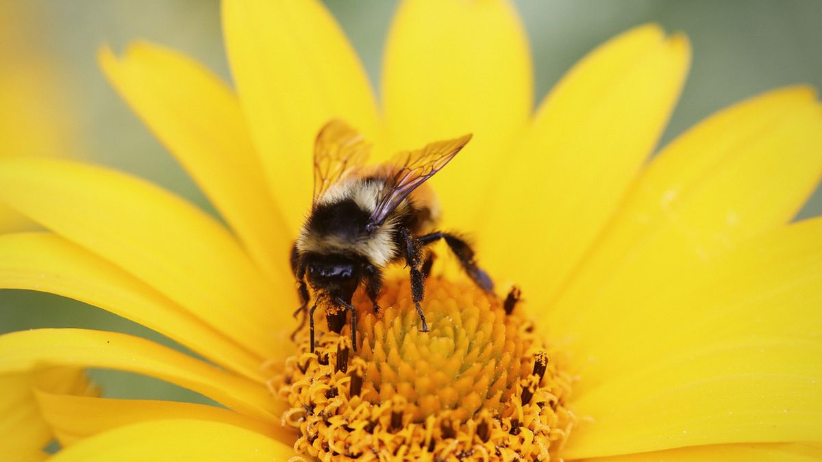 Mleczko pszczele wytwarzane jest przez pszczoły i zawiera liczne witaminy oraz makro- i mikroelementy