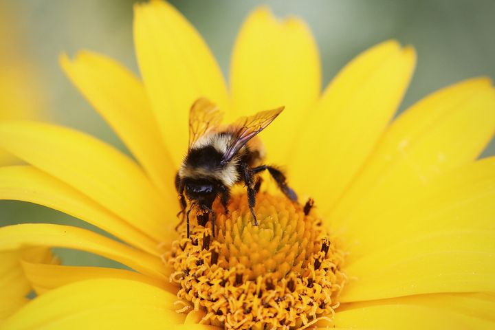 Mleczko pszczele wytwarzane jest przez pszczoły i zawiera liczne witaminy oraz makro- i mikroelementy