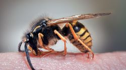 Użądlenie osy. Sprawdź, jak postępować