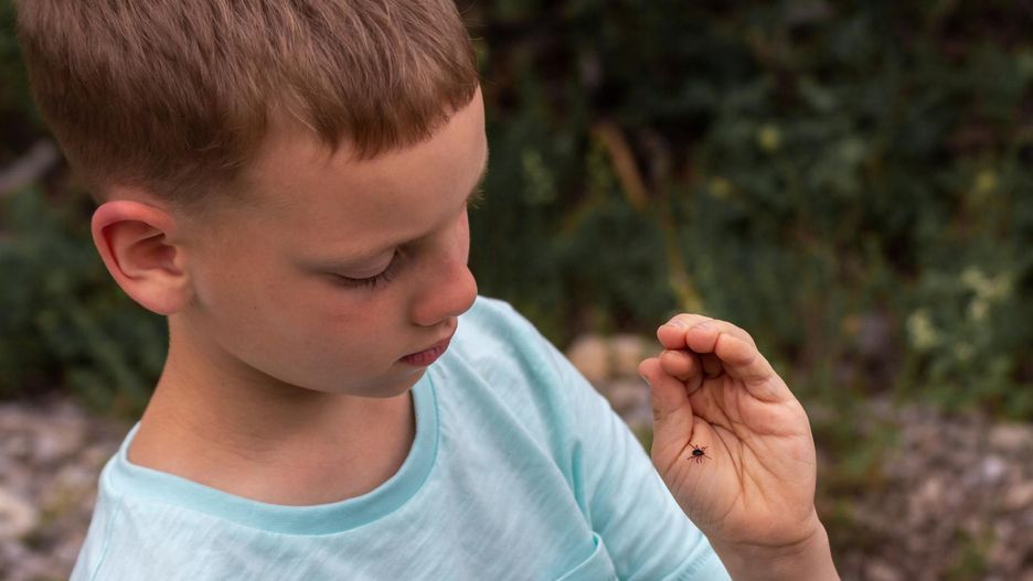Oto prosty preparat na odstraszanie kleszczy. Zrobisz go w domu!