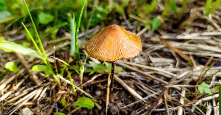 Stożkówka cienkotrzonowa – właściwości, występowanie i zagrożenia