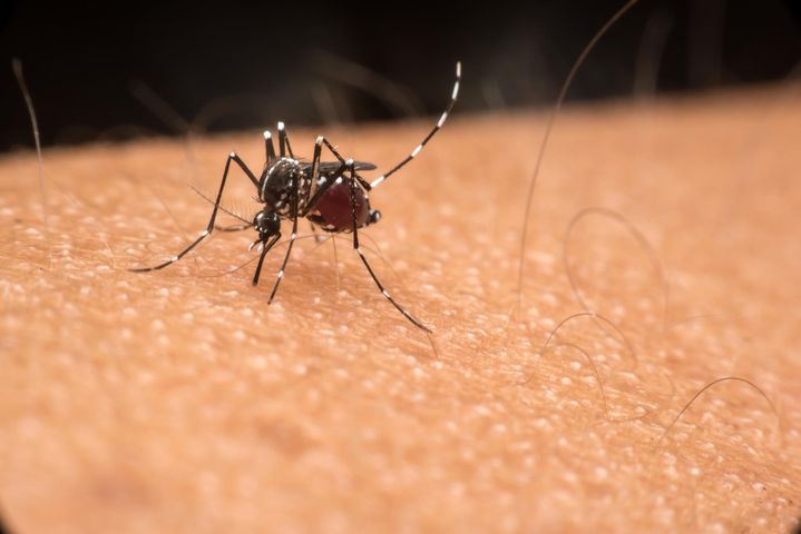 Zmiany klimatu mają wpływ na rozwój chorób przenoszonych przez komary