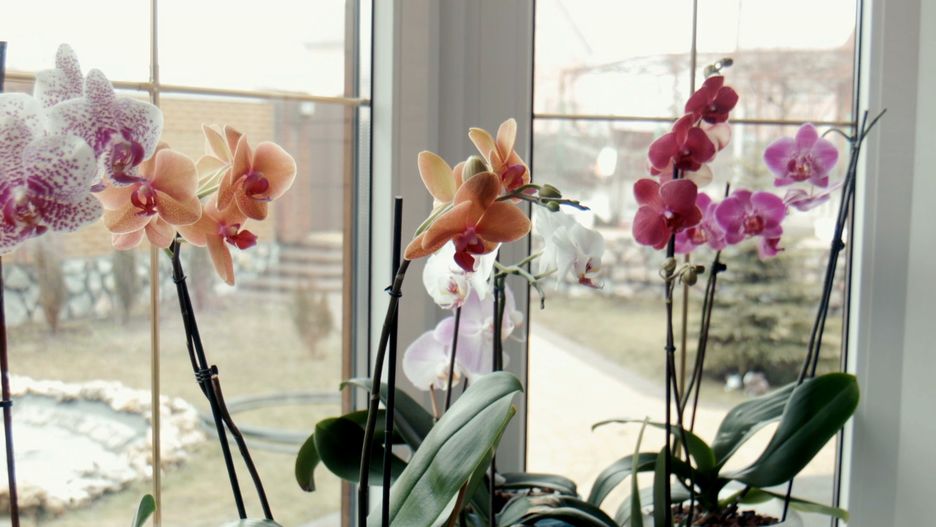 Jakie miejsce dla storczyków?