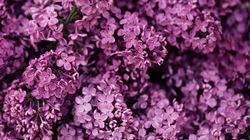 Właściwości lecznicze kwiatów bzu