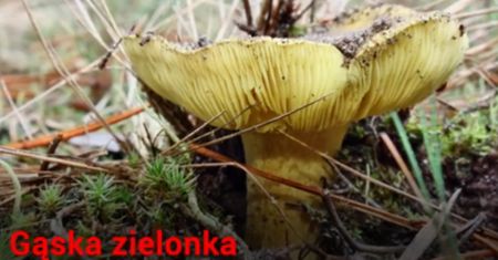 Grzyby polskich lasów (WIDEO)