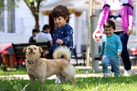 Cane corso i cocker spaniel - jaka rasa psa jest najbardziej przyjazna dziecku?