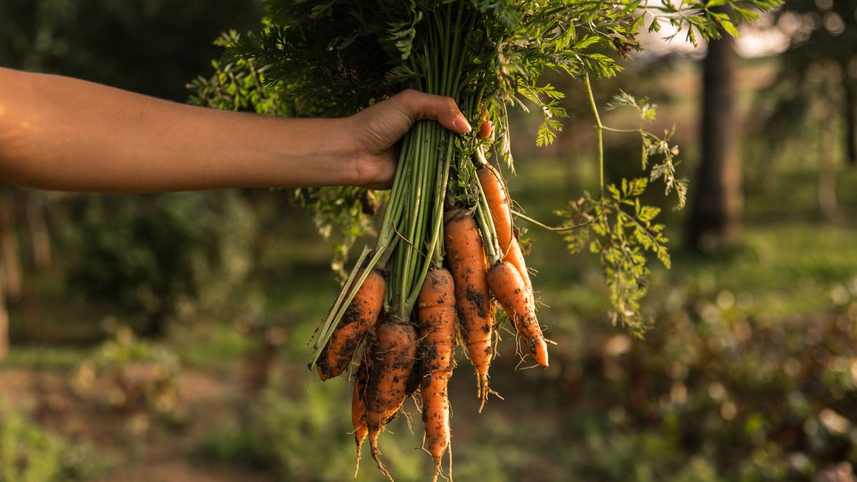 Liście marchewki zawierają witaminę B, C i K.