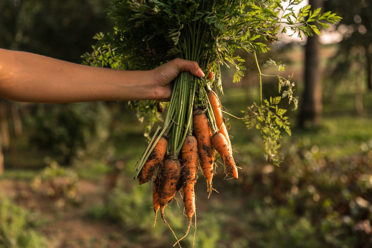 Liście marchewki – dlaczego i jak warto je jeść?