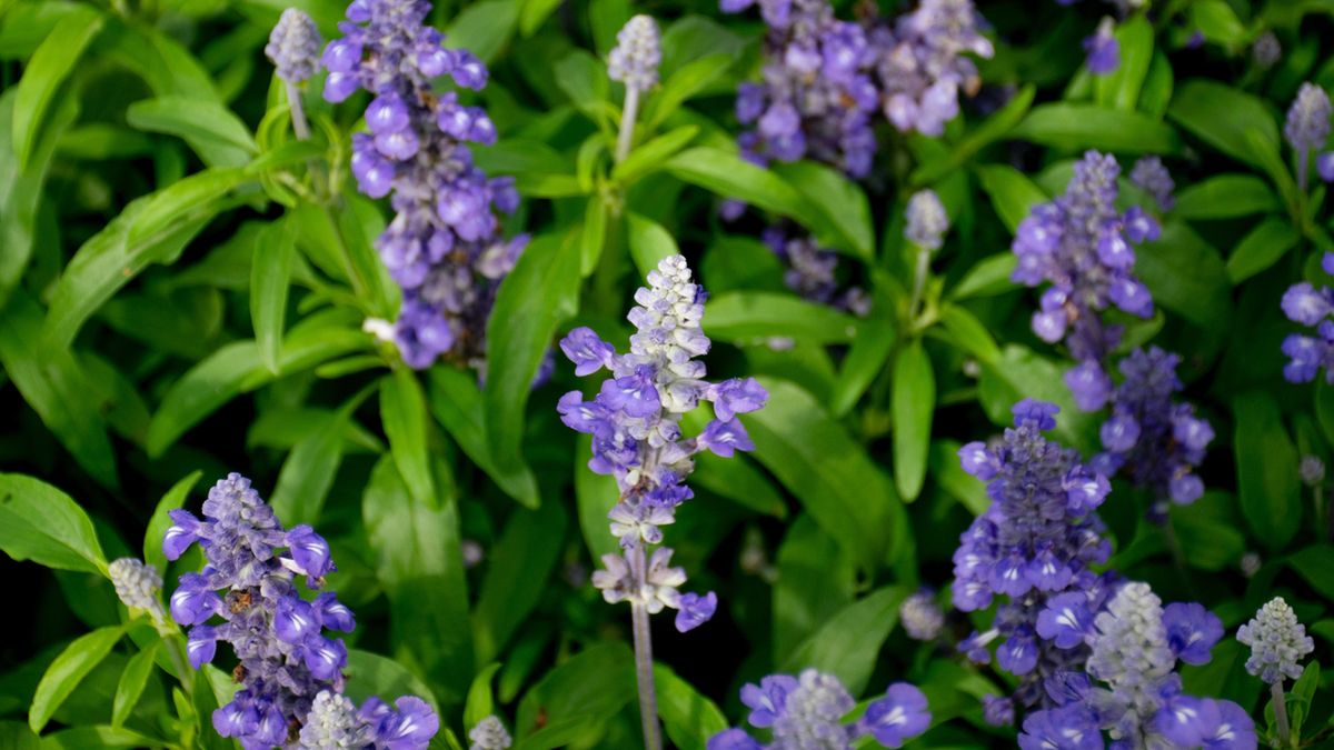 Tarczyca bajkalska ma kwiaty o ciemnoszafirowej bądź niebiesko-fioletowej barwie