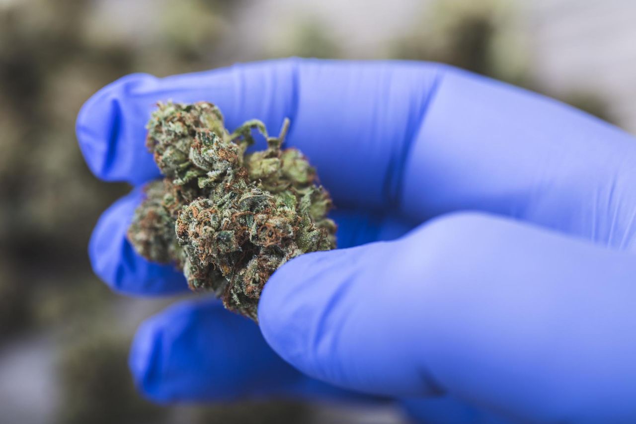 Słabe dowody na skuteczność medycznej marihuany. Obszerne badanie studzi entuzjazm
