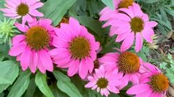 Jeżówka purpurowa. Strażniczka odporności na jesień i zimę