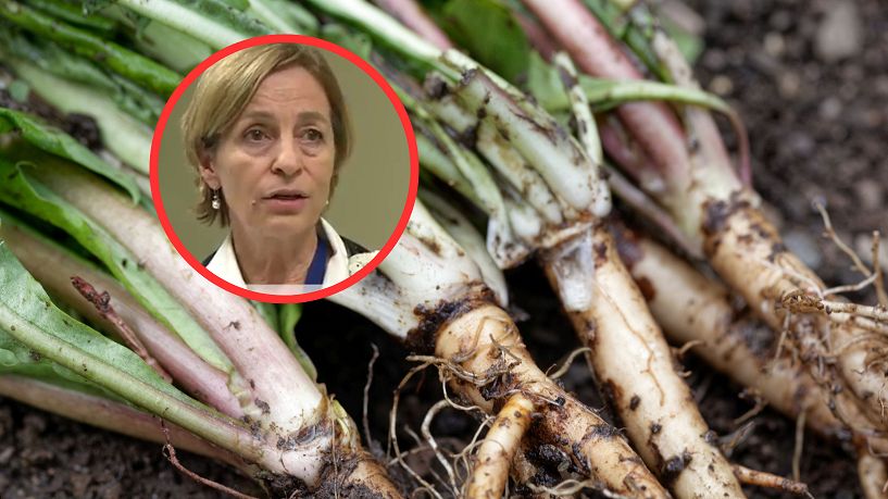 Uważany za zwykły chwast, a ma niezwykłą moc. Zabija komórki rakowe w 48 godzin