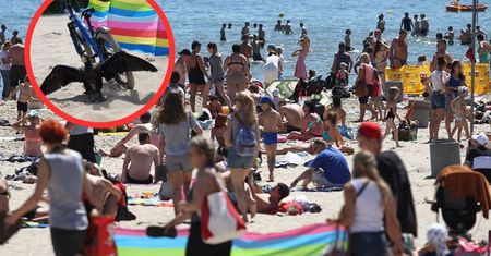 Pilne ostrzeżenie nadmorskiej gminy. "Może zaatakować człowieka"