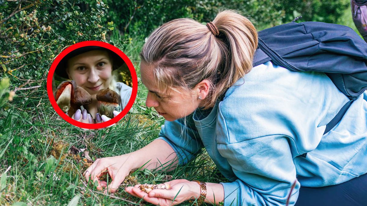 Wskazuje najgorsze błędy grzybiarzy. Mogą kosztować zdrowie, a nawet życie