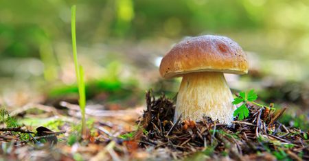 Borowik (prawdziwek) – gatunki jadalne, gatunki trujące, właściwości odżywcze, przepisy