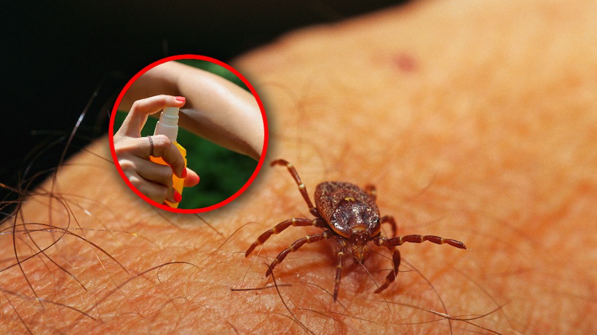 Kleszcze w natarciu. Jak się odpowiednio chronić przed ich ukąszeniem i co warto wiedzieć?