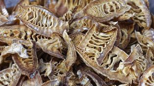 Naukowcy odkryli wyjątkowe właściwości bambusa. Obniża poziom cukru i wspiera serce