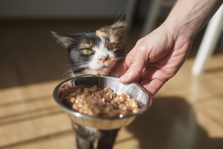 Nie dawaj swojemu kotu surowego mięsa. To najbardziej prawdopodobne źródło wirusa ptasiej grypy