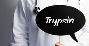 Trypsyna – budowa, wytwarzanie, rola w organizmie
