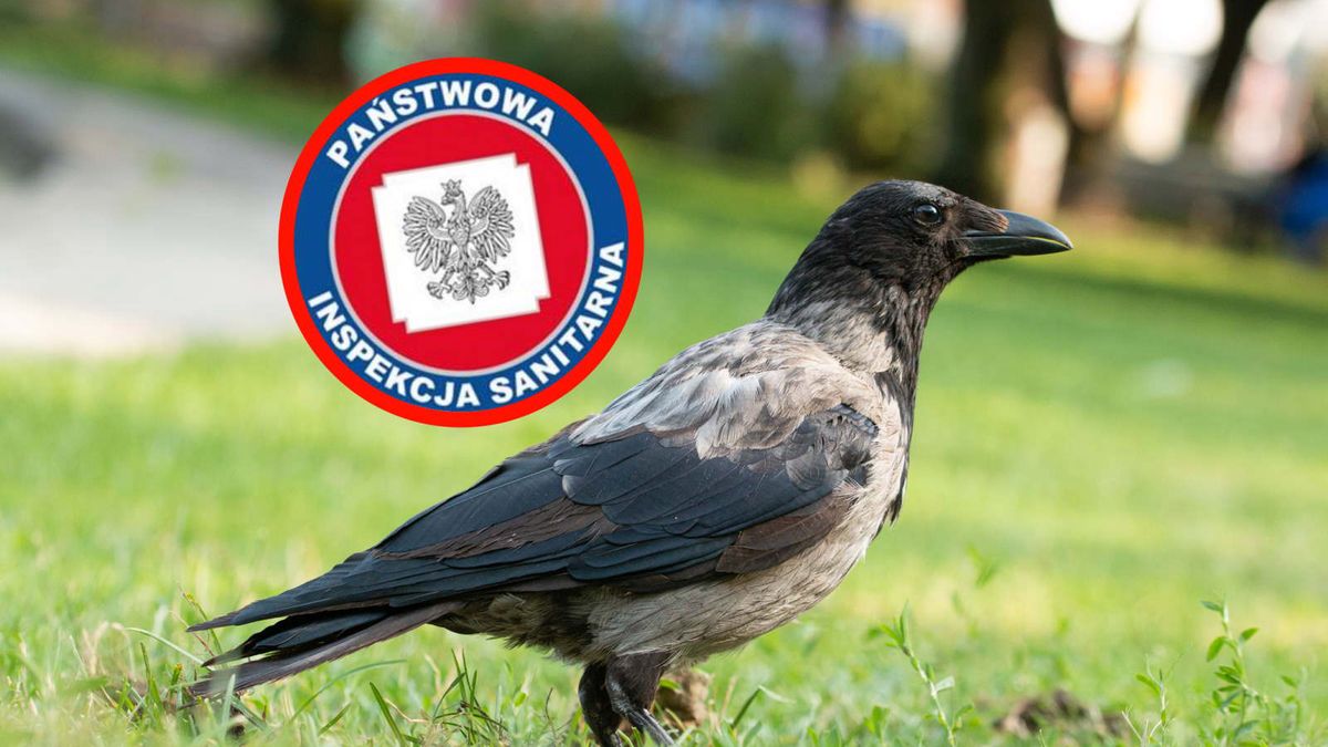 Zbadali martwe ptaki w Warszawie. Wykryli groźny patogen