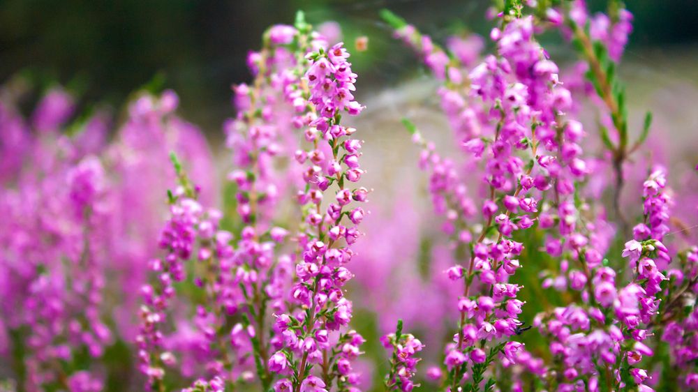 Wrzos ma właściwości lecznicze