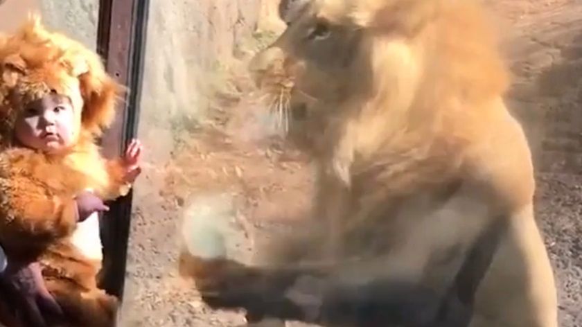 Według użytkowników lew wcale nie chciał się bawić z dzieckiem