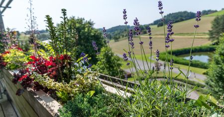 Zasadź w marcu. Groźny pajęczak ominie twój ogród i balkon