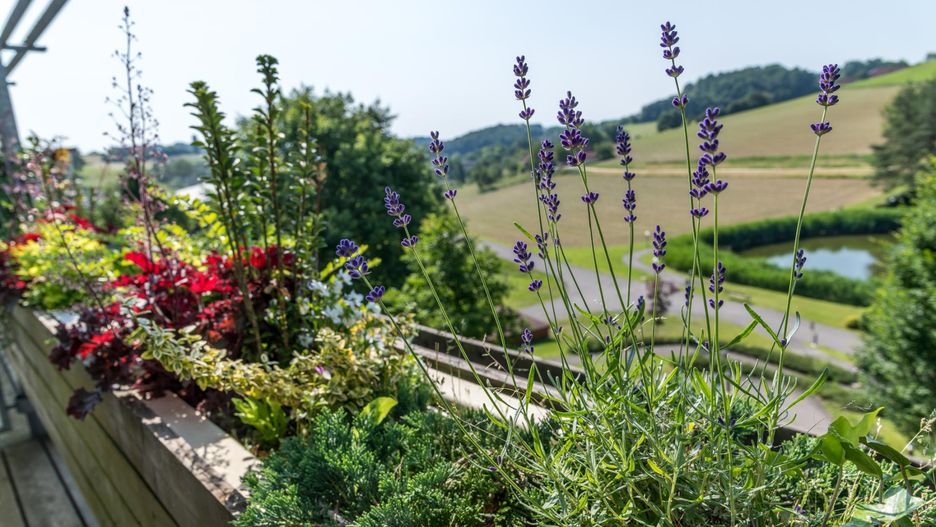 Zasadź w marcu i ciesz się latem bez kleszczy. Nie znoszą tego zapachu