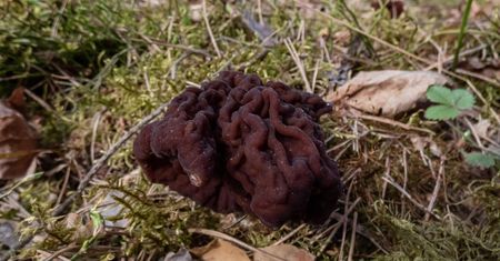 Leśnicy ostrzegają przed trującym grzybem. Przypomina pyszne smardze