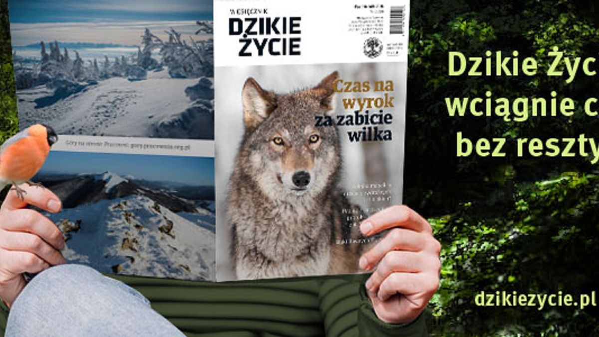 Pijawka, żmija i wampir na pomoc człowiekowi