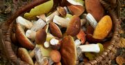 Właściwości grzybów. Oto 5 powodów, dla których warto je jeść