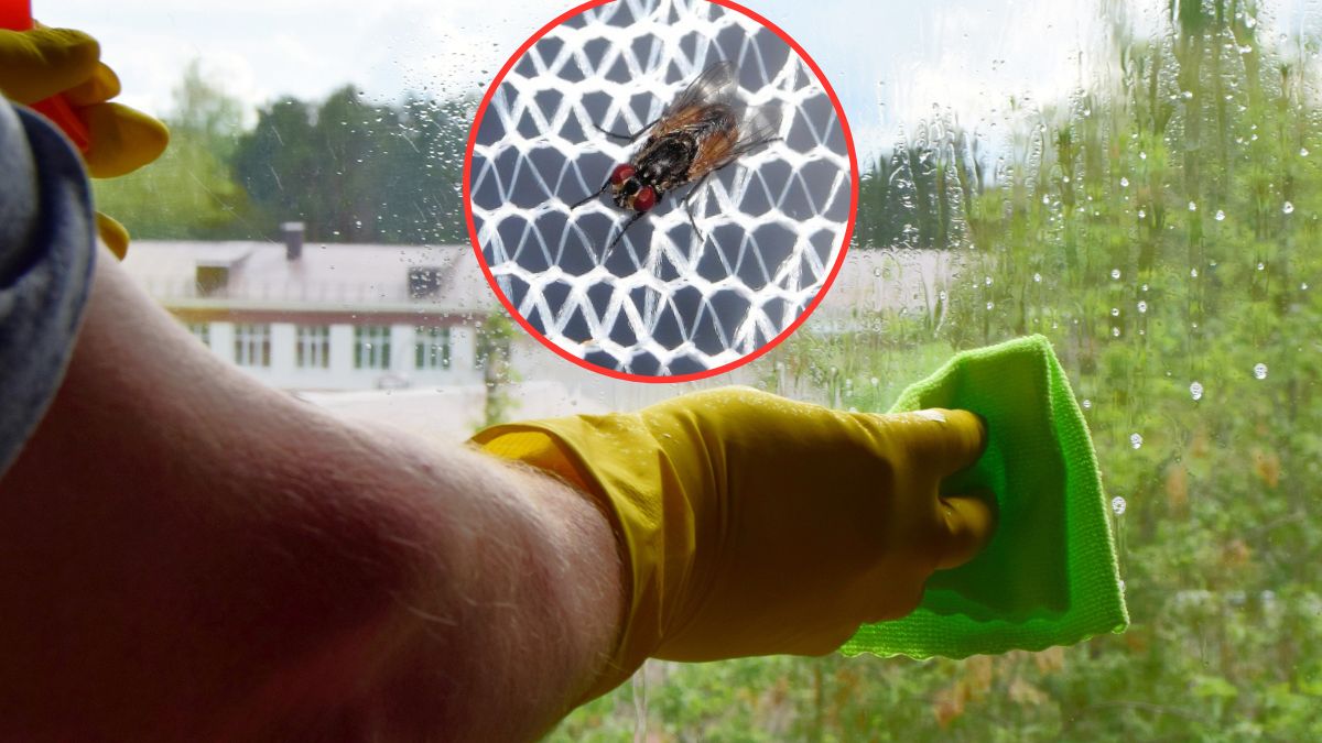 Jak się chronić przed komarami i muchami?