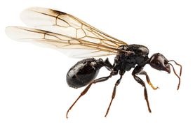 Plaga skrzydlatych mrówek. Dowiedz się, jak sobie z nimi radzić