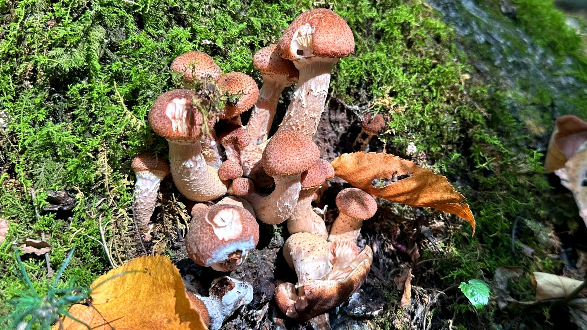 Grzyby zawierają naturalne związki, które wpływają na pracę układu odpornościowego.