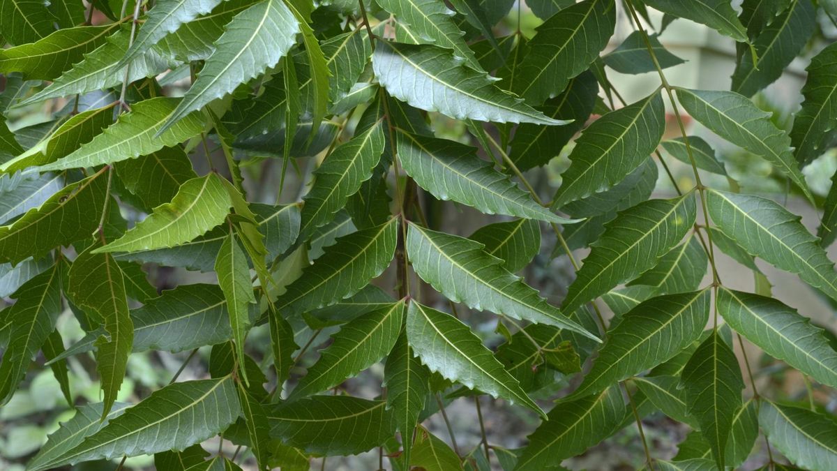 Ajurwedyjskie zioła mogą wspomagać leczenie cukrzycy