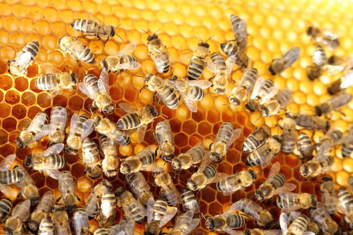 Święto pszczół - dlaczego są takie ważne?