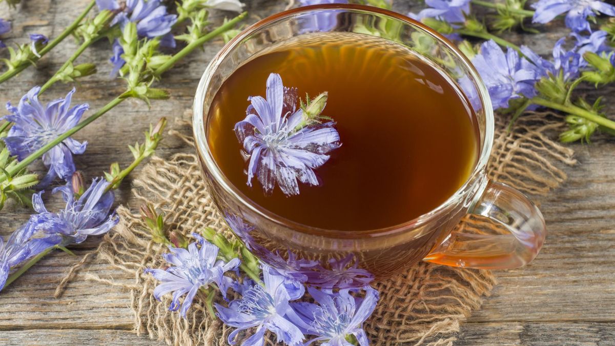 Cykoria podróżnik działa jak naturalny probiotyk i jest wsparciem dla układu pokarmowego