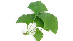 Miłorząb japoński - charakterystyka, właściwości zdrowotne, preparaty, przeciwwskazania