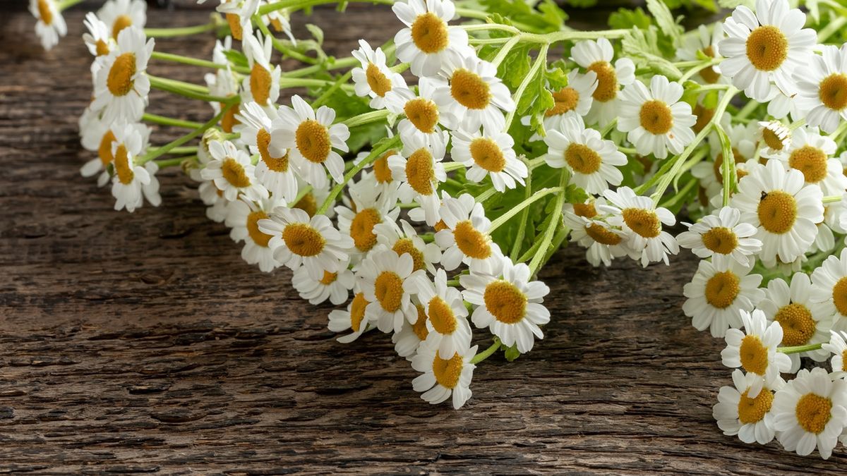 Złocień maruna to roślina znana i ceniona w medycynie naturalnej.