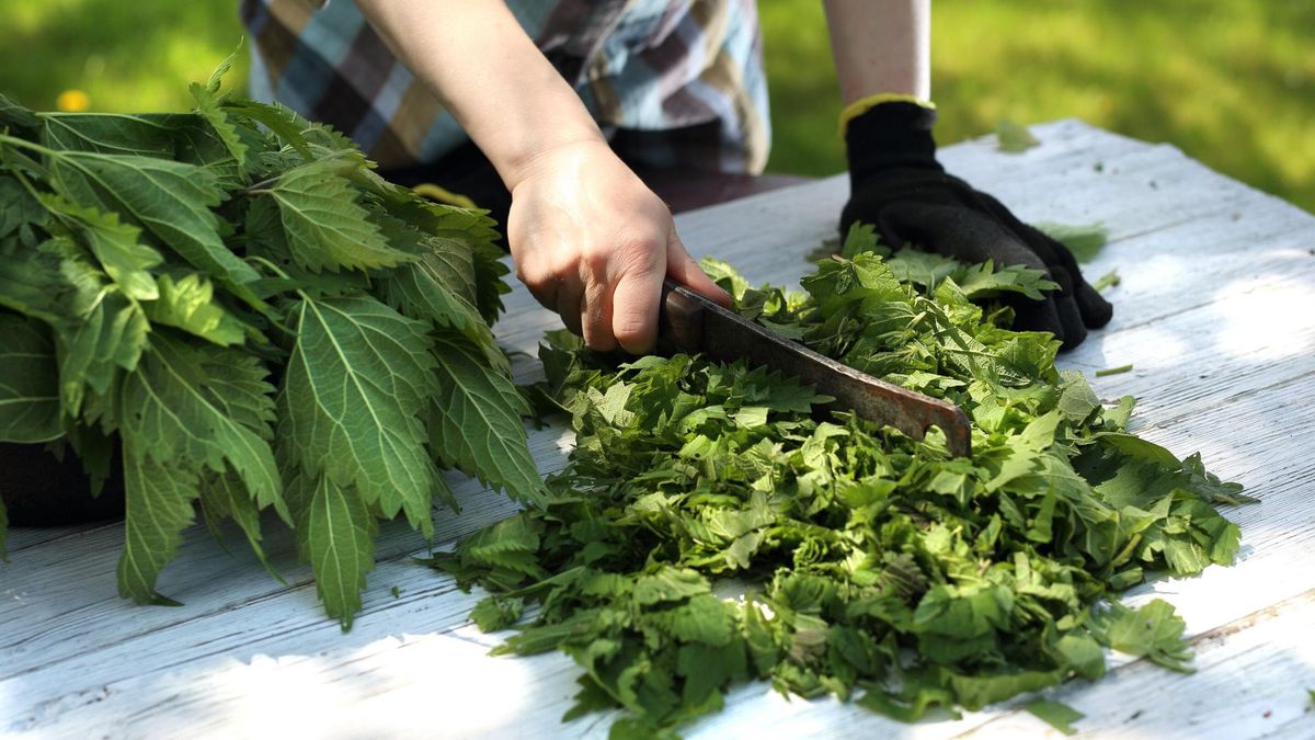Olej z nasion pokrzywy ma wiele właściwości prozdrowotnych.