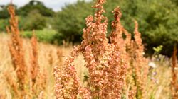 Kobylak, czyli szczaw kędzierzawy - właściwości i zastosowanie