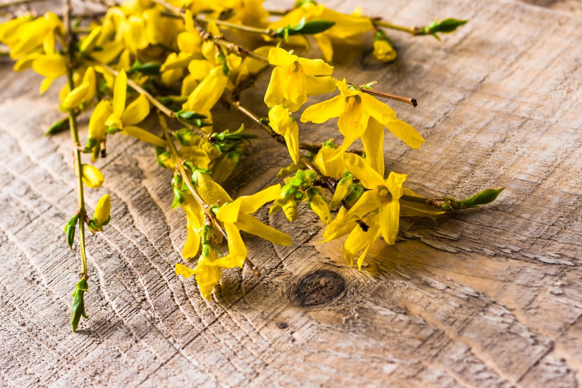 Herbatkę forsycjową należy pić przy pierwszych objawach przeziębienia